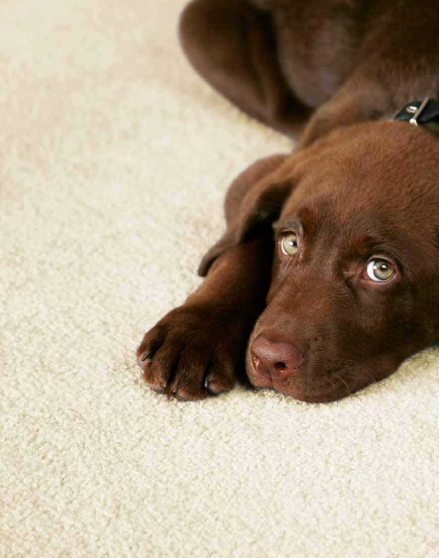 WESTEX CARPETS